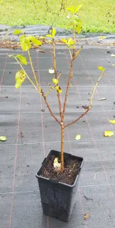 Prunier saint julien n°2 'St julien n°2' (Prunus domestica) — jeune arbuste défeuillé en pot rectangulaire · Pot 2L