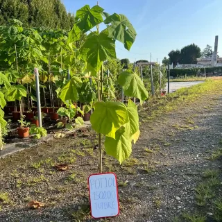 Pot 10L 100/150 tuteuré