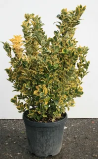 Fusain du japon 'Elegantissima aurea' (Euonymus japonicus) — arbuste dense au feuillage vert panaché de jaune · Pot 8L