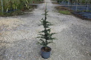 Pot 7.5L hauteur moyenne 80/100 cm (hors pot)