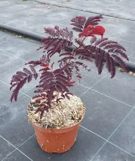 Arbre à soie Summer chocolate (Albizia) — jeune arbuste pourpre en pot plastique brun · Pot 3L Baliveau