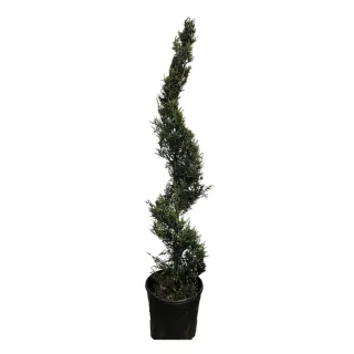 Cyprès de Leyland (Cupressocyparis leylandii) — conifère élancé taillé en spirale dans pot noir · Pot 20L