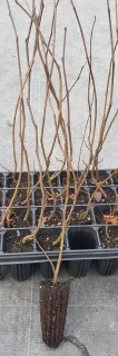 Arbre de Judée (Cercis siliquastrum) — jeunes tiges ligneuses en godets de pépinière · Motte
