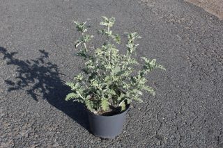 Pot 3L