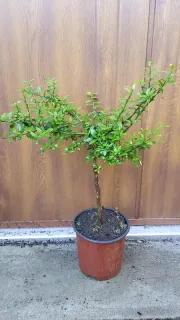 Citronnier caviar 'Rouge' (Citrus australasica) — jeune arbuste sur tige en pot noir · Pot 1.5L Tige
