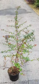 Abelia à grandes fleurs (Abélia grandiflora) — jeune arbuste élancé avec feuillage vert et fleurs clairsemées · Pot 3L