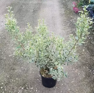 Alaterne panaché 'Argenteovariegata' (Rhamnus alaternus) — arbuste panaché en pot sur allée gravillonnée · Pot 3L Touffe