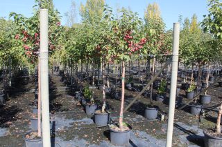 Pot 30L formé en tige de 200 cm, avec une force de 8 à 10 cm, pour une hauteur totale de 200 à 300 cm (hors pot)