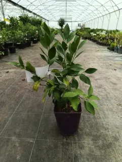 Mandarinier satsuma maxima 'Maxima' (Citrus unshui) — jeune agrume en pot plastique dans serre · Pot 6L Tige