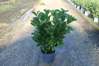 Pot 10L hauteur moyenne 80/100 cm (hors pot)