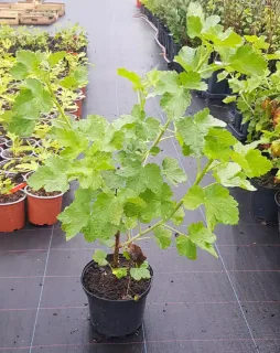 Casseillier josta 'Josta' (Ribes × nidigrolaria) — jeune arbuste feuillu en pot de pépinière · Pot 2.5L Touffe