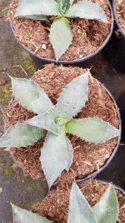 Agave salmiana — rosette de feuilles épaisses dans substrat brun · Pot 2.5L