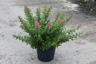 Pot 7.5L