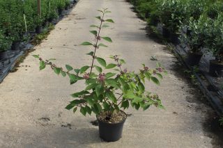 Pot 7.5L hauteur moyenne 40/60 cm (hors pot)