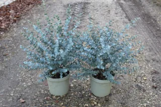 Eucalyptus à feuilles rondes 'Azura' (Eucalyptus gunnii) — deux jeunes arbustes aux feuilles rondes bleu gris · Pot 3.5L