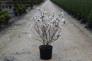 Pot 15L hauteur moyenne 80/100 cm (hors pot)
