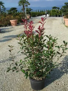 Photinia Fraseri Carré Rouge — arbuste en pot sur allée de pépinière · Pot 10L