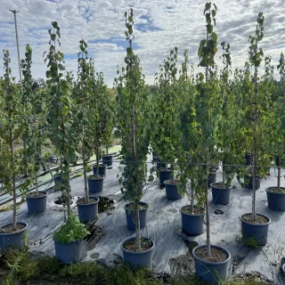Pot 15L formé en baliveau hauteur variable entre 150-250 cm (hors pot)