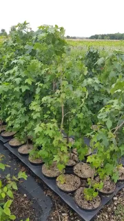 Copalme d'Amérique (Liquidambar styraciflua) — jeunes arbustes feuillus alignés en pots noirs · Pot 3L Baliveau