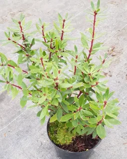 Poivre de tasmanie (Drimys aromatica) — jeune arbuste ramifié au feuillage vert en pot · Pot 2.5L Touffe