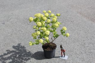 Pot 5L hauteur moyenne 30/40 cm (hors pot)
