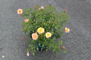 Pot 5L