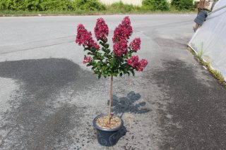 Pot 7.5L MTI