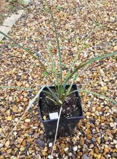 Yucca (Yucca periculosa) — jeune plant dressé en pot noir sur graviers · Pot 3L Touffe