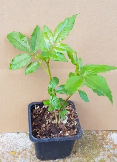 Poivrier du sichuan (Zanthoxylum piperitum) — jeune plant vert en pot plastique · Godet