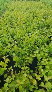 Cornouiller sanguin 'Midwinter fire' (Cornus sanguinea) — denses jeunes tiges feuillues vertes en pépinière · Pot 3L