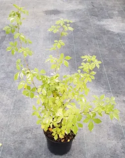 Eleuthérocoque de siebold 'Variegatus' (Eleutherococcus sieboldianus) — jeune arbuste au feuillage panaché vert clair · Pot 3L Touffe