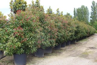 Pot 130L hauteur moyenne 200/250 cm (hors pot)