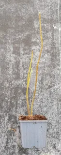 Tetradium (Tetradium daniellii) — jeune plant très élancé en pot plastique · Godet