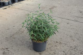 Pot 7.5L