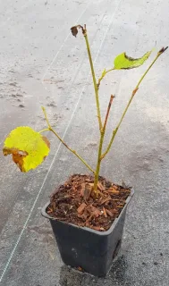 Mûrier à gros fruit rouge 'Red no.2' (Morus) — jeune plant en pot de pépinière · Godet