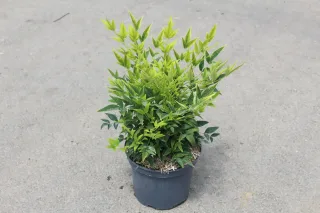 Bambou sacré 'Lemon and lime' (Nandina domestica) — jeune arbuste au feuillage vert en pot · Pot 3L