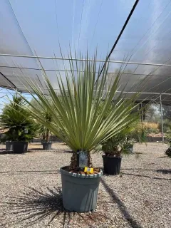 Noisetier 'La siberica' (Nolina hibernica) — grand sujet graphique en pot de pépinière · Pot 35L