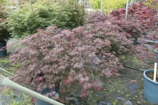 Érable du japon 'Dissectum garnet' (Acer palmatum) — arbuste retombant au feuillage fin rouge pourpre · Pot 50L