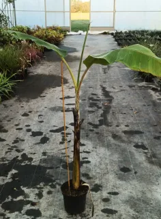 Bananier à fruits comestibles 'Dajiao' (Musa sikkimensis) — jeune plant élancé avec grandes feuilles allongées · Pot 6L