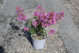 Pot 3L