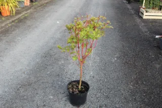 Érable du japon 'Sango kaku vert' (Acer palmatum) — jeune arbuste aux tiges rouges en pot · Pot 3L