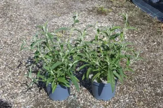 Arbre aux papillons 'white profusion' (Buddleia davidii) — deux jeunes arbustes verts en pots gris · Pot 3L