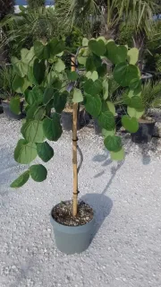 Gainier du canada 'Lavender twist' (Cercis canadensis) — jeune arbre pleureur en pot sur gravier · Pot 10L Mini-tige
