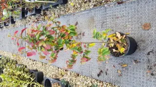 Parrotie de perse 'Bella' (Parrotia persica) — jeune arbuste en pot au feuillage vert et rouge · Pot 3L Baliveau