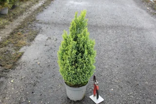 Cyprès de lawson 'Ellwood s gold' (Chamaecyparis lawsoniana) — conifère compact vert en pot sur bitume · Pot 3L