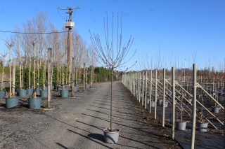 Pot 20L formé en ½ tige sur une tige de 150 à 200 cm, avec une force de 6 à 8 cm, pour une hauteur totale de 250 à 300 cm (hors pot)