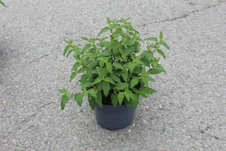 Ciste des corbières (Cistus corbariensis) — jeune plant vert en pot sur bitume · Pot 3L