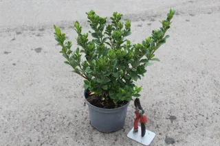 Pot 3L