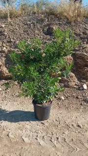 Pittospore du Japon (Pittosporum tobira) — arbuste dense en pot sur sol terreux · Pot 15L