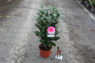 Pot 3L hauteur moyenne 40/60 cm (hors pot)